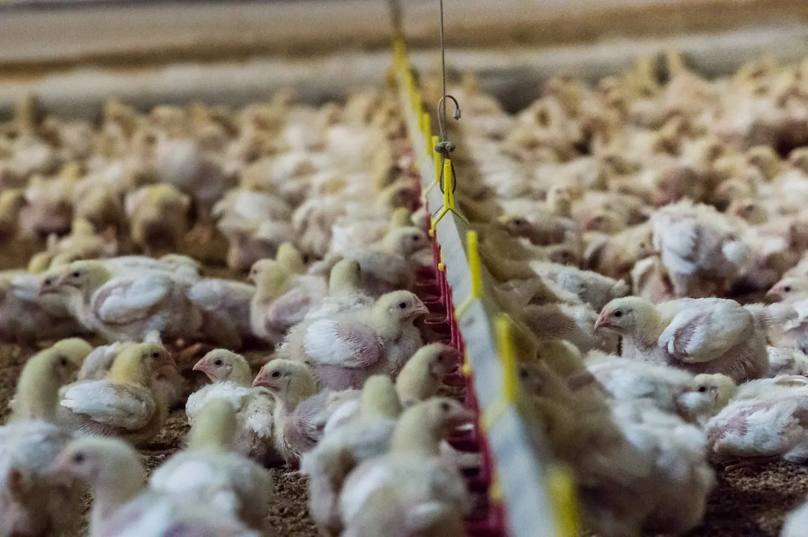 Turbokyllingen Ross 308