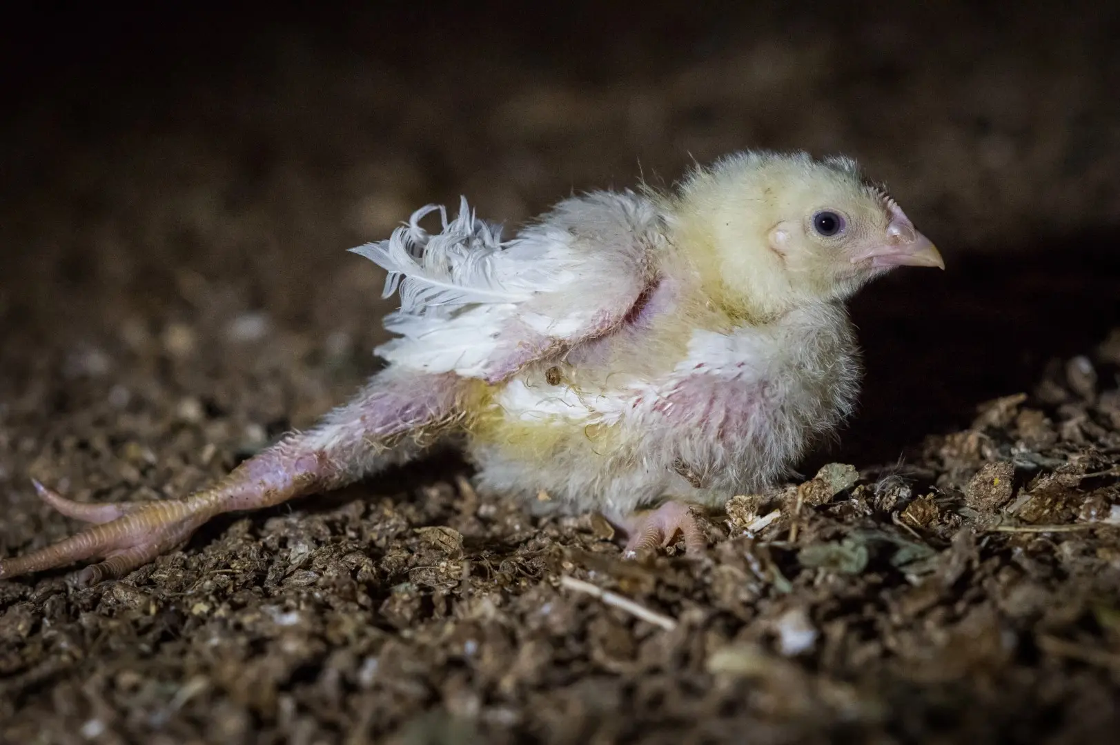 Turbokyllingen Ross 308