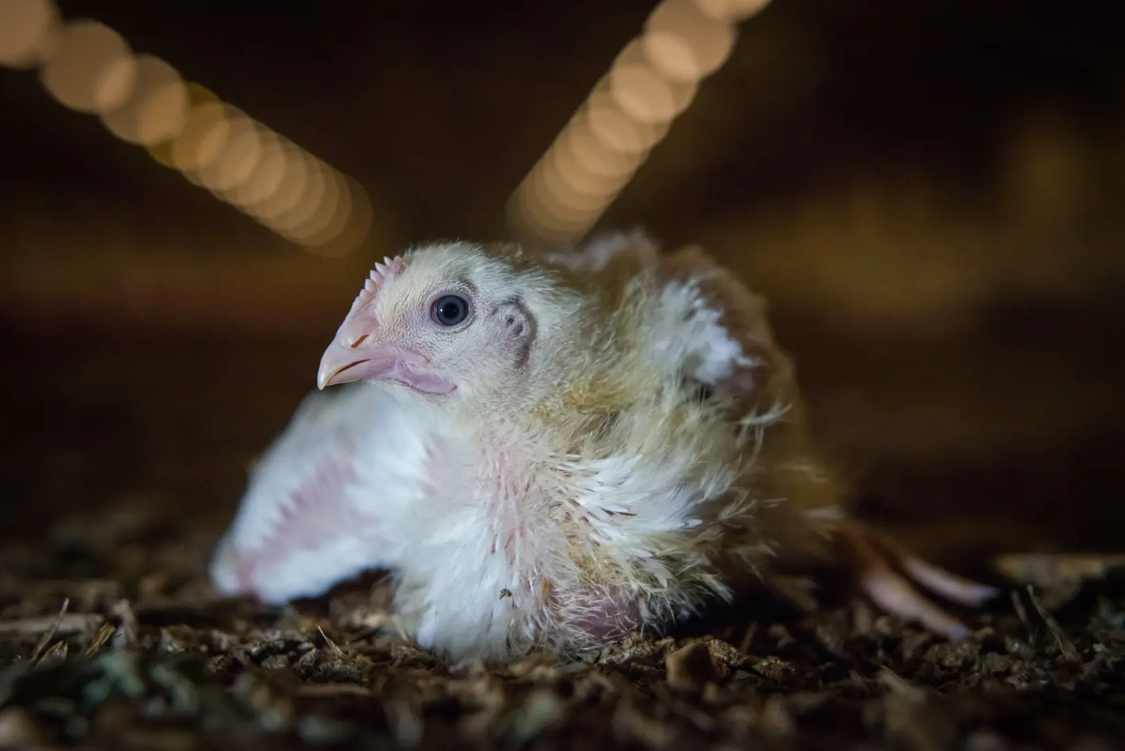 Turbokyllingen Ross 308